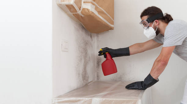 Professional Basement Mold Remediation technician working in Tall Timbers, MD