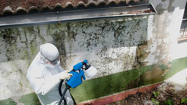Trusted Attic Mold Removal service in Tall Timbers, MD - Cheap Mold Removal